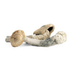 Tidal Wave Mushrooms POWDERED